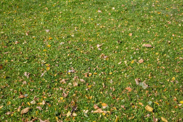 Luminose Foglie Cadute Colore Dorato Sul Terreno Autunnale — Foto Stock