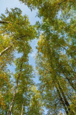 Altın sonbahar mevsiminde parlak yapraklı renkli ağaç dalları
