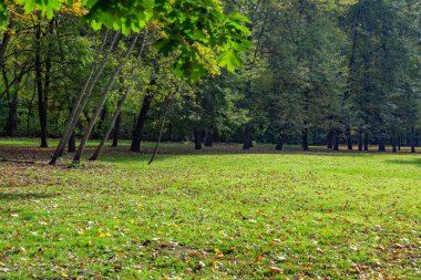 Sonbahar zemininde parlak düşmüş altın renkli yapraklar.