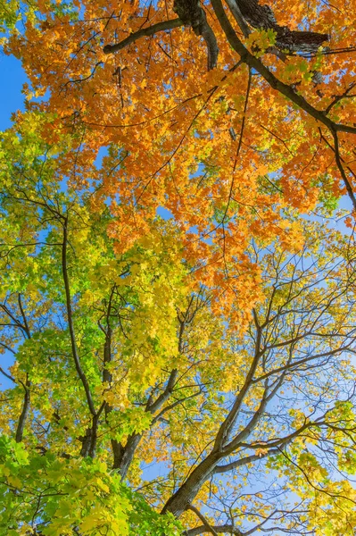Bunte Äste Mit Hellem Laub Goldenen Herbst — Stockfoto