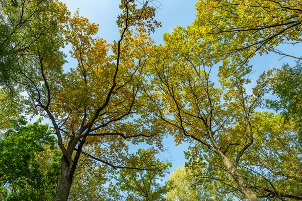 Colorful tree branches with bright foliage in golden autumn season