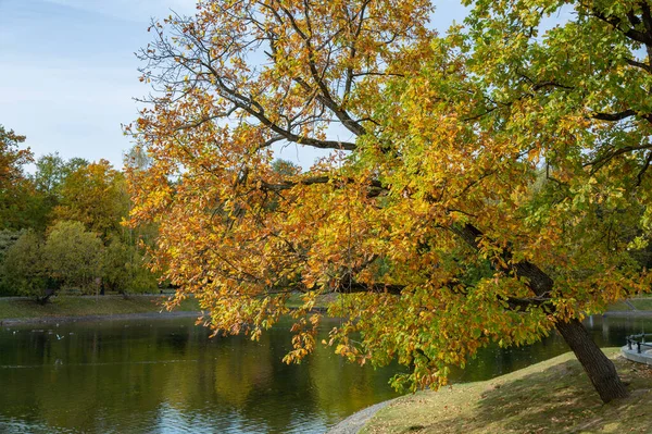 Barevné Větve Stromů Jasným Listím Zlatém Podzimním Období — Stock fotografie