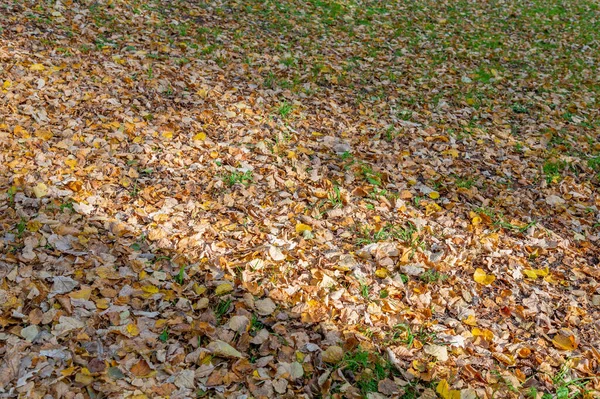 Luminose Foglie Cadute Colore Dorato Sul Terreno Autunnale — Foto Stock