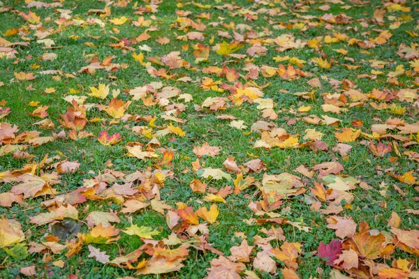 秋の地面に黄金色の鮮やかな紅葉 — ストック写真