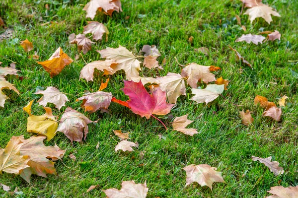 Bright Fallen Leaves Golden Color Autumn Ground — Stock Photo, Image