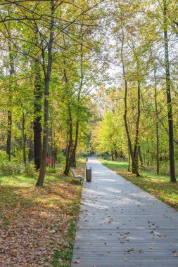 Yayaların güz günlerinde modern yeşil bir şehir parkında yürümeleri için bir yol.