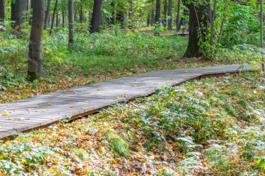 Yayaların güz günlerinde modern yeşil bir şehir parkında yürümeleri için bir yol.