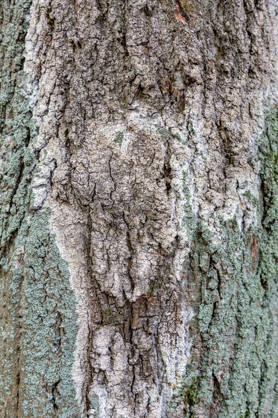 Superfície Texturizada Casca Velha Árvore Caduca Perene — Fotografia de Stock