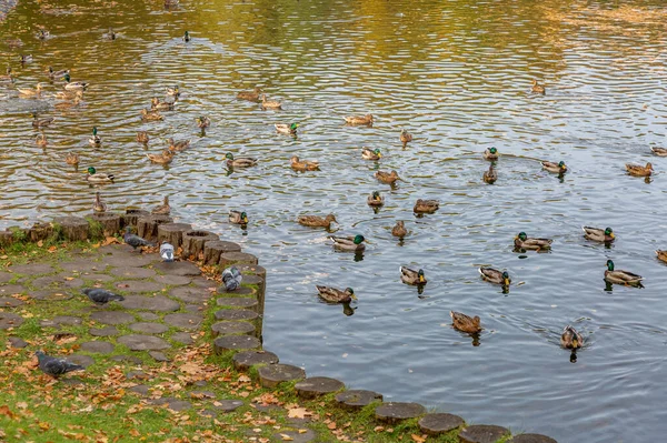 Canards Dans Eau Sale Bord Lac Automne Avec Asclépiade — Photo