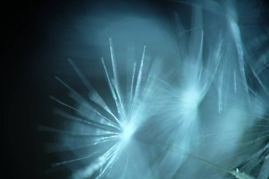 Çiçek ve yaprak resimleri, dikenler ve karahindiba