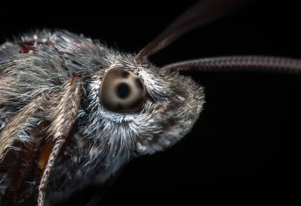 Primo Piano Insetti Farfalle Libellule Cavallette Mantide Coccinella — Foto Stock