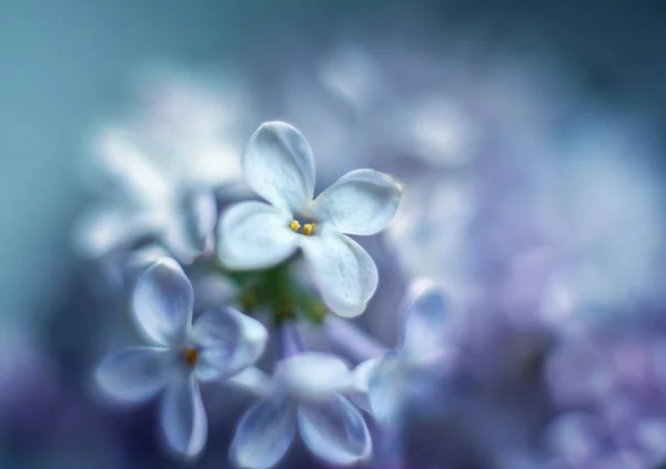 Stilleben Växter Och Blommor — Stockfoto