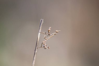 Böceklere, kelebeklere, yusufçuklara, çekirgelere, peygamber devesine, uğur böceğine yakın.