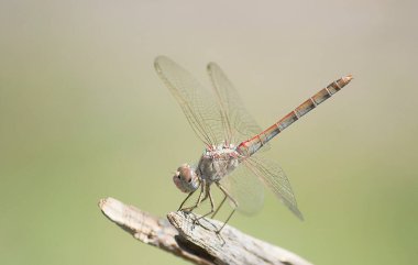 Böceklere, kelebeklere, yusufçuklara, çekirgelere, peygamber devesine, uğur böceğine yakın.