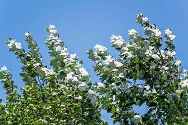 Çiçek ve yaprak resimleri, dikenler ve karahindiba