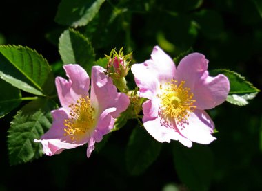 Çiçekler kırmızı, yeşil, sarı