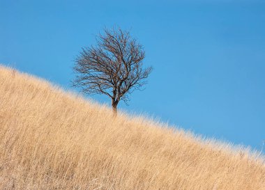Güney Kazakistan 'ın doğası, bozkırları ve dağları