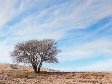Güney Kazakistan 'ın doğası, bozkırları ve dağları