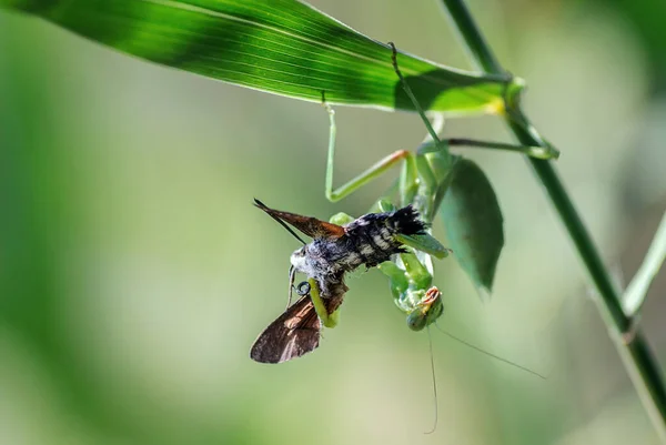 Primo Piano Insetti Farfalle Libellule Cavallette Mantide Coccinella — Foto Stock