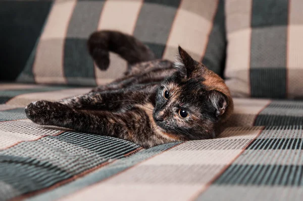 Funny doméstico gatito se encuentra en la cama . —  Fotos de Stock