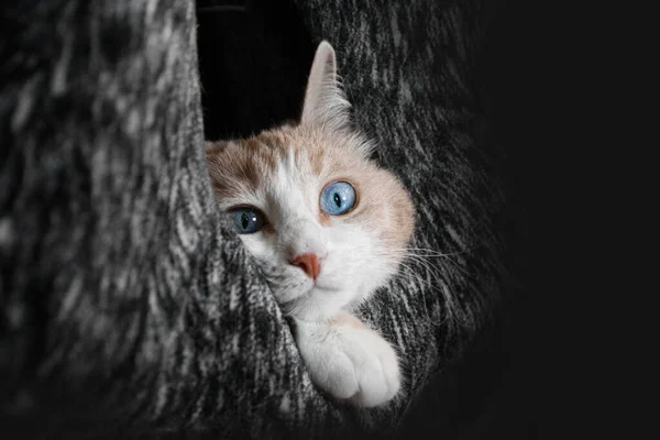 Gato rojo con ojos azules se encuentra en la casa de animales . —  Fotos de Stock