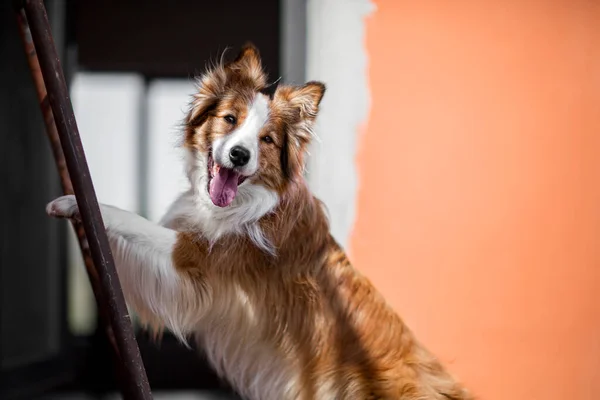 Cão engraçado o pano de fundo de uma parede vermelha . — Fotografia de Stock