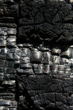 Kömürleşmiş bir ağacın yüzeyi.