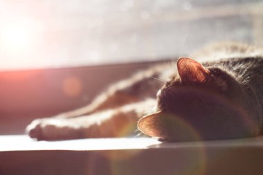 Evcil kedi pencerede yatıyor..