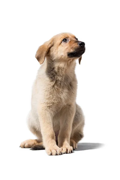 Piccolo cane divertente cucciolo su uno sfondo bianco isolato. — Foto Stock