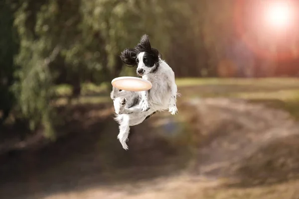 Deporte con un perro. Un perro salta alto por un frisbee de juguete . —  Fotos de Stock