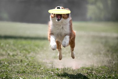 Köpekle spor. Bir köpek oyuncak diske atlar..