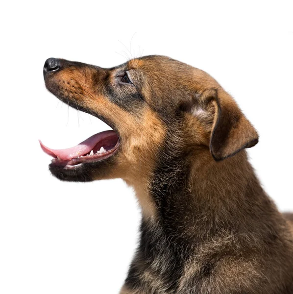 Pequeno cachorro cão engraçado em um fundo isolado branco . — Fotografia de Stock