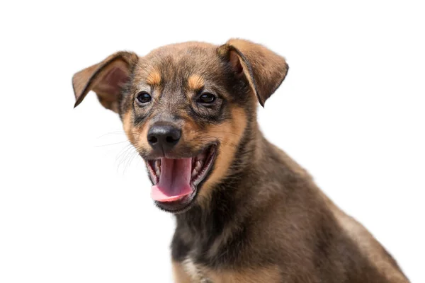 Pequeno cachorro cão engraçado em um fundo isolado branco . — Fotografia de Stock