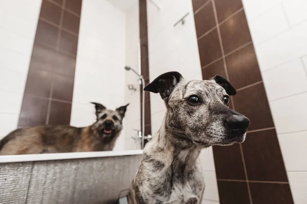 Two funny dogs in the bathroom. — Stock Photo, Image