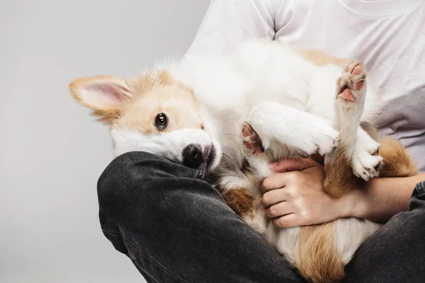 A small happy puppy of white-red color is kept on hands. — Stock Photo, Image