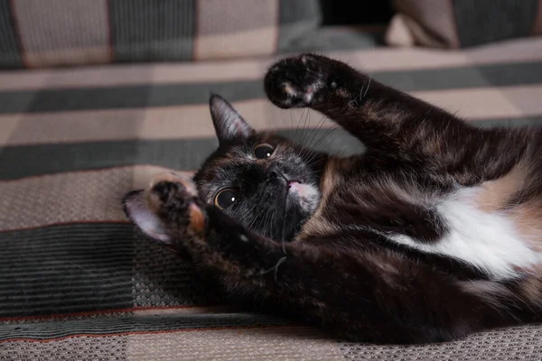 Un hermoso gato doméstico manchado yace en la cama . —  Fotos de Stock