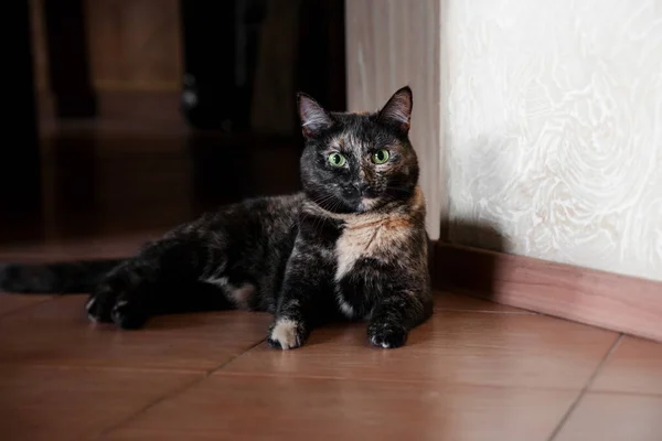 El gato doméstico hermoso yace en un suelo marrón en la casa . —  Fotos de Stock