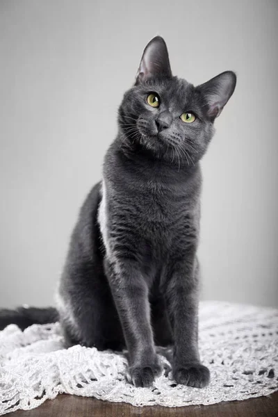Retrato de un hermoso gato gris divertido con ojos amarillos . —  Fotos de Stock
