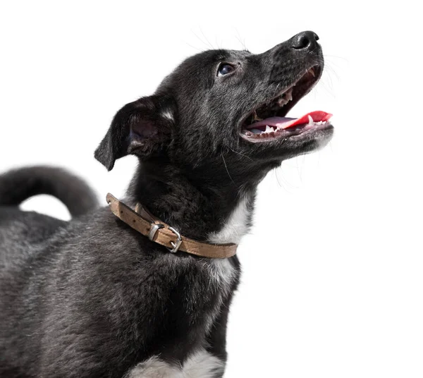 Yakalı sevimli siyah bir köpek yavrusunun portresi. Başını çevirir ve dilini dışarı çıkarır..