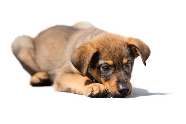 Retrato de um filhote de cachorro engraçado ruivo que está mentindo . — Fotografia de Stock