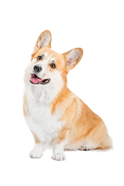 Retrato de um cão vermelho bonito e engraçado sentado e olhando para a câmera . — Fotografia de Stock