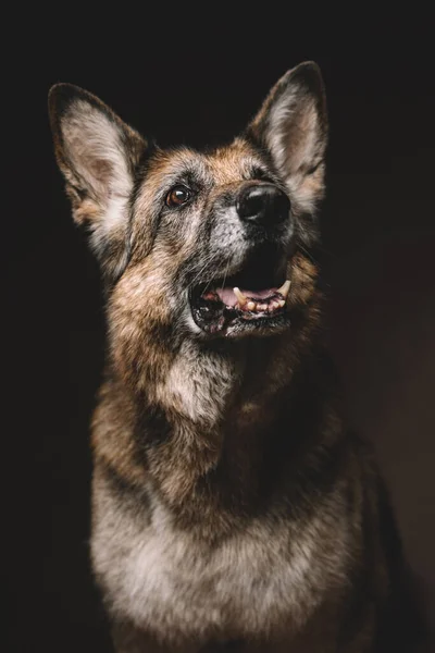 Egy gyönyörű, boldog öreg kutya portréja.. — Stock Fotó