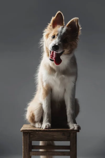 Vicces kiskutya portré a határ menti collie kutyáról. Engedelmesen ül egy széken.. — Stock Fotó