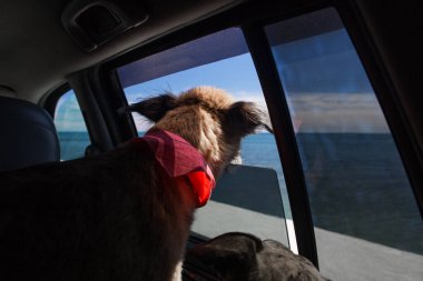 A dog on a journey sits in a car and looks out of an open window at the sea. clipart