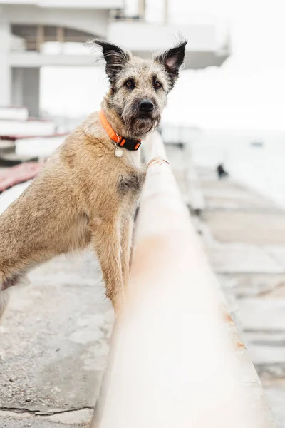 Retrato de um cão doméstico em uma coleira na cidade . — Fotografia de Stock