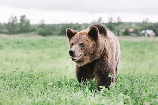 Retrato de um urso marrom andando no campo na grama. — Fotografia de Stock