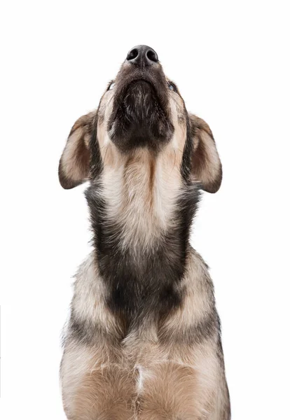 Retrato de un perro divertido con orejas grandes, ella mira hacia arriba. —  Fotos de Stock