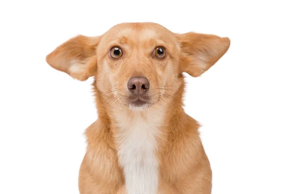 一只长着大耳朵的有趣可爱的生姜狗的肖像。她直视着摄像机. — 图库照片