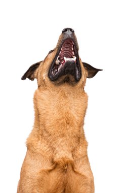 Büyük kulaklı komik bir köpeğin portresi..