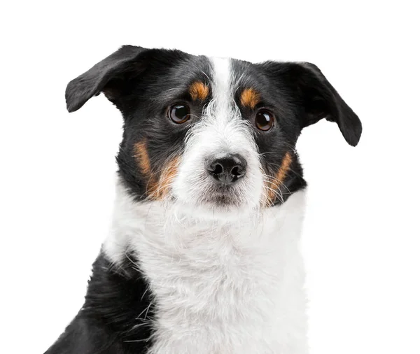 Portrait of a funny cute dog with big ears. She looks straight into the camera. — Stock Photo, Image